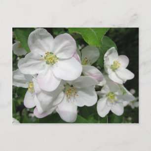 Postal Flores de Apple