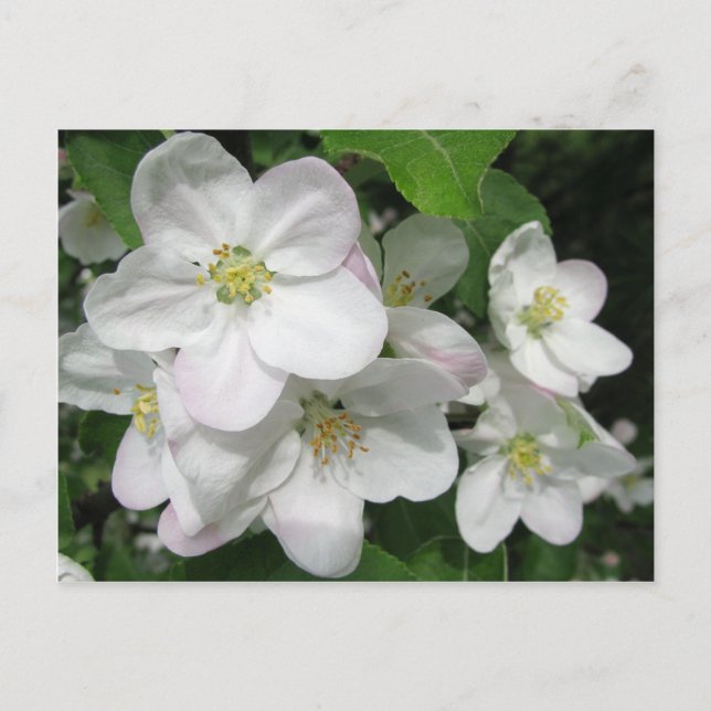 Postal Flores de Apple (Anverso)