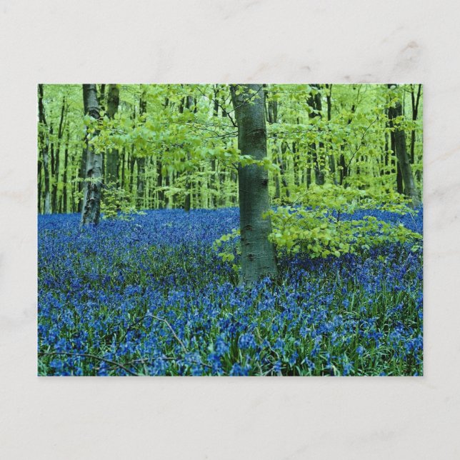 Postal Flores de Aqua Bluebell Woods (Anverso)