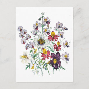 Postal Flores de araña y de terciopelo