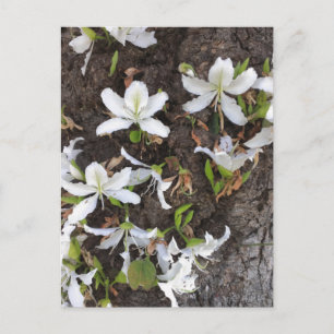 Postal Flores de árbol