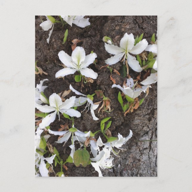 Postal Flores de árbol (Anverso)