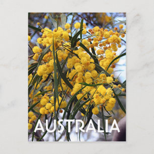 Postal Flores de árbol de acacia australiana amarilla 2