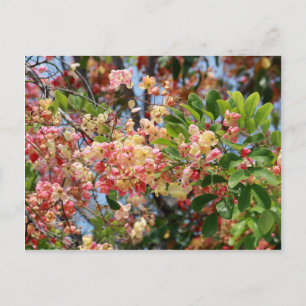 Postal Flores de árbol de ducha