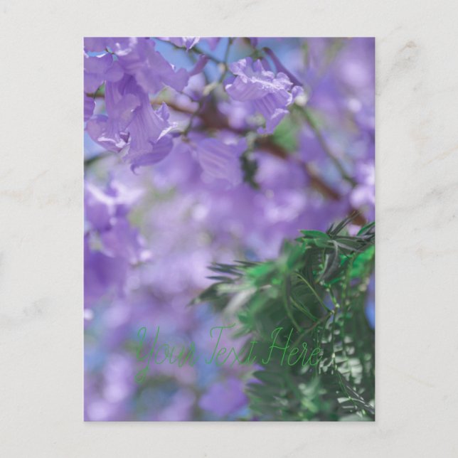 Postal Flores de árbol de jacarandá morado (Anverso)