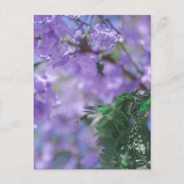 Postal Flores de árbol de jacarandá morado (Anverso)