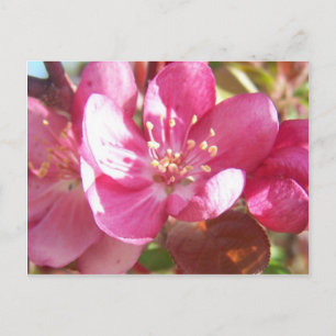 Postal Flores de arce