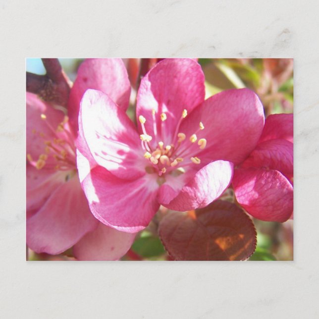 Postal Flores de arce (Anverso)