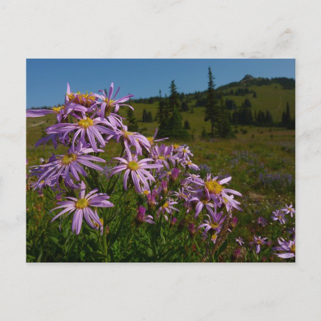 Postal Flores de áster morado en el Monte Rainier (Anverso)