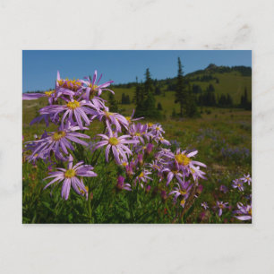 Postal Flores de Aster Púrpura en Mount Rainier