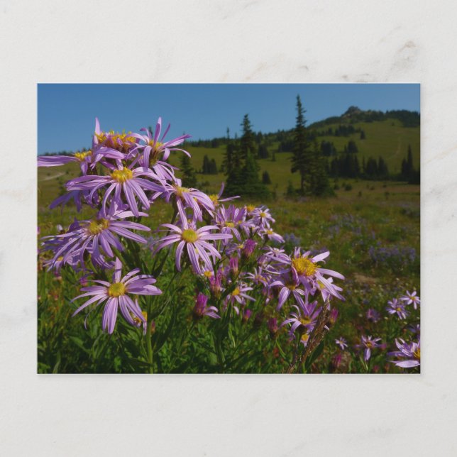 Postal Flores de Aster Púrpura en Mount Rainier (Anverso)
