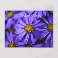 Flores de Aster Púrpura en RHS Garden Wisley Pensa