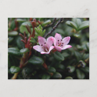 Postal Flores de azalea alpina, isla Unalaska