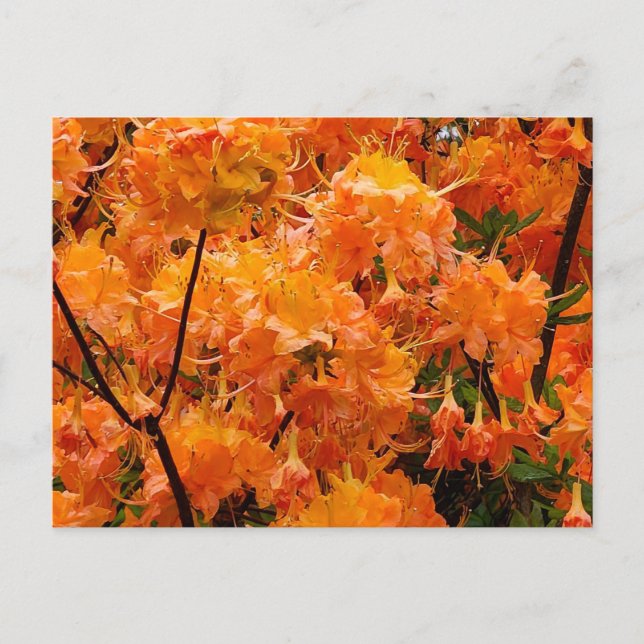 Postal Flores de Azalea de Fuego (Anverso)
