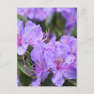 Postal flores de azalea morada, 杜 鹃 花