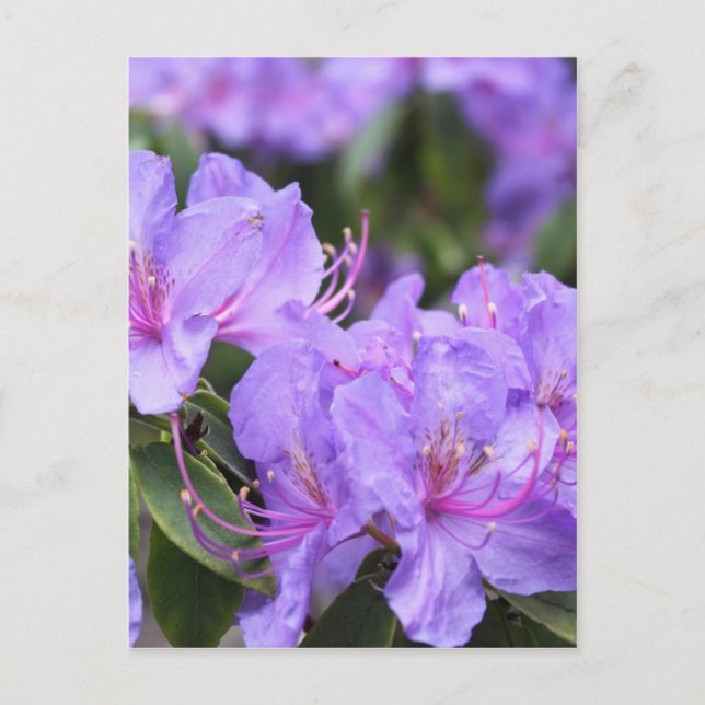 Postal flores de azalea morada, 杜 鹃 花 (Anverso)