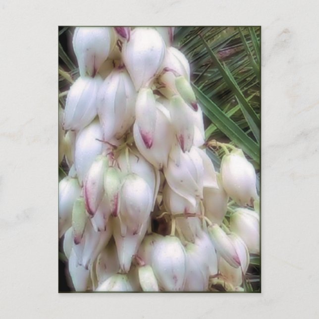 Postal Flores de Bayona Española Yucca (Anverso)