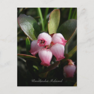 Postal Flores de Bearberry, isla Unalaska