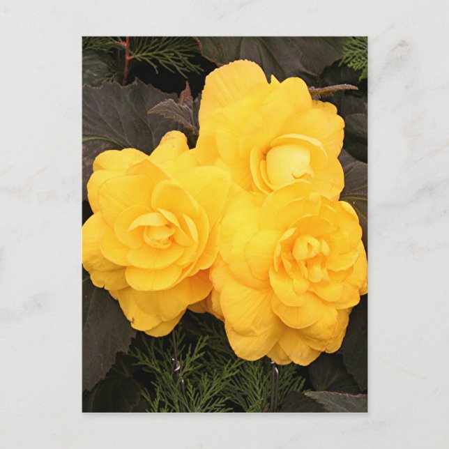 Postal Flores de begonia de oro amarillo (Anverso)