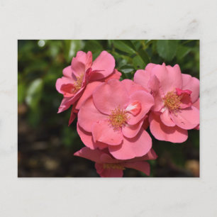 Postal Flores de Begonia rosa