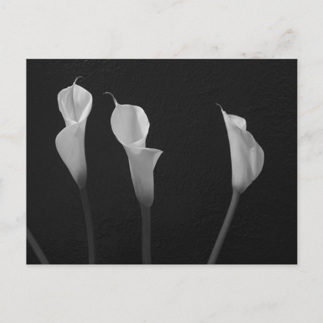 Postal Flores de blanco y negro (Anverso)