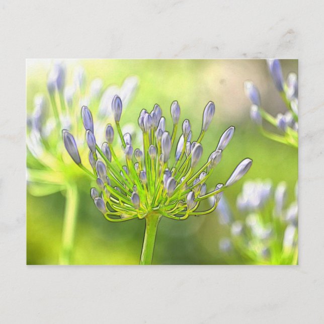 Postal Flores de bonito (Anverso)