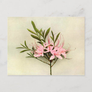 Postal Flores de bonito