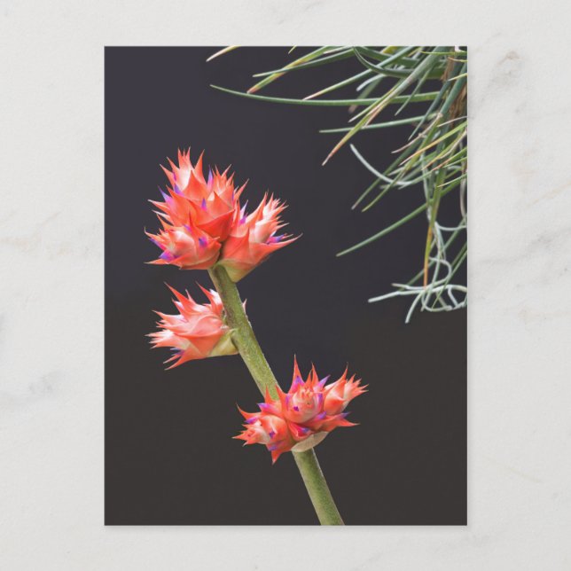 Postal Flores de Bromeliad y Stem (Anverso)