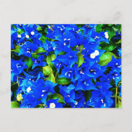 Postal Flores de buganvillas azules vibrantes