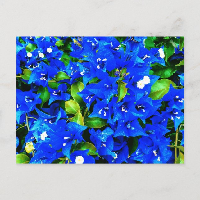 Postal Flores de buganvillas azules vibrantes (Anverso)