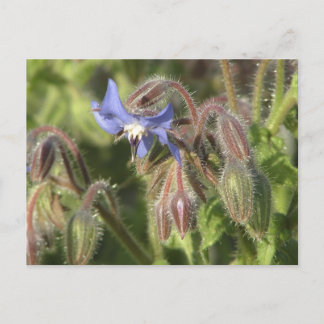Postal Flores de burgos officinalis