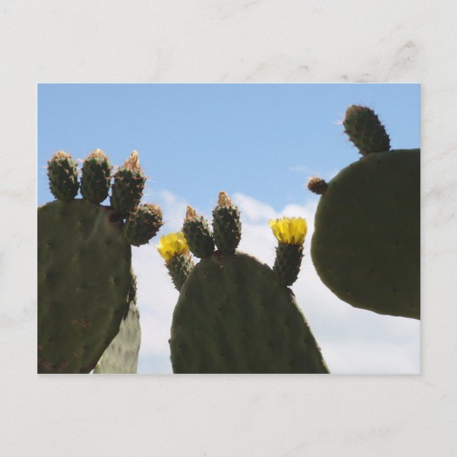 Postal Flores de cactus amarillas (Anverso)