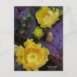 Postal Flores de cactus amarillas de opuntia púrpura