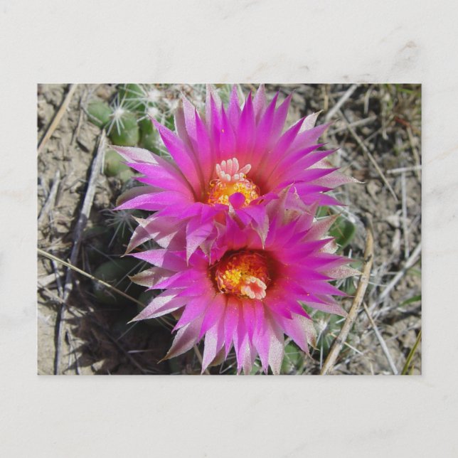 Postal Flores de Cactus Bola F5 "Escobaria vivipara" (Anverso)