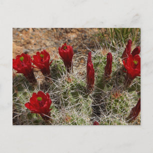 Postal flores de cactus Copa de Clarete 2