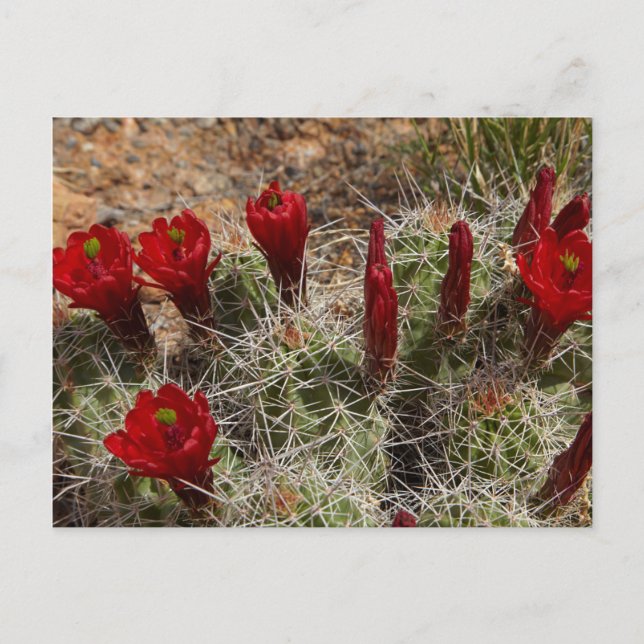 Postal flores de cactus Copa de Clarete 2 (Anverso)