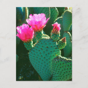 Postal Flores de Cactus de Cola de Castor