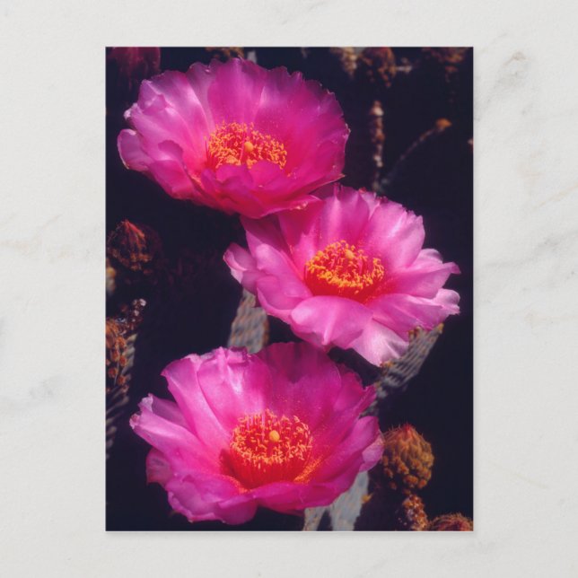 Postal Flores de Cactus de Cola de Castor 2 (Anverso)