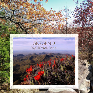 Postal Flores de cactus de la copa Claret brillante, Big 