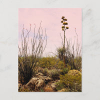 Flores de cactus florecen en Nuevo México