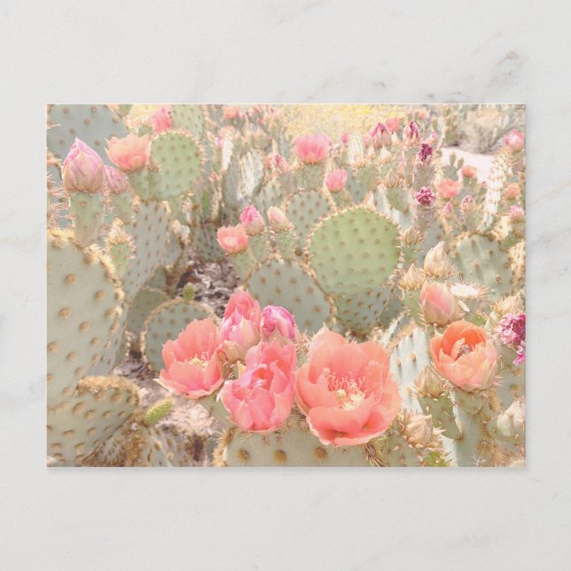 Postal Flores de cactus Flores rosadas Atardecer (Anverso)