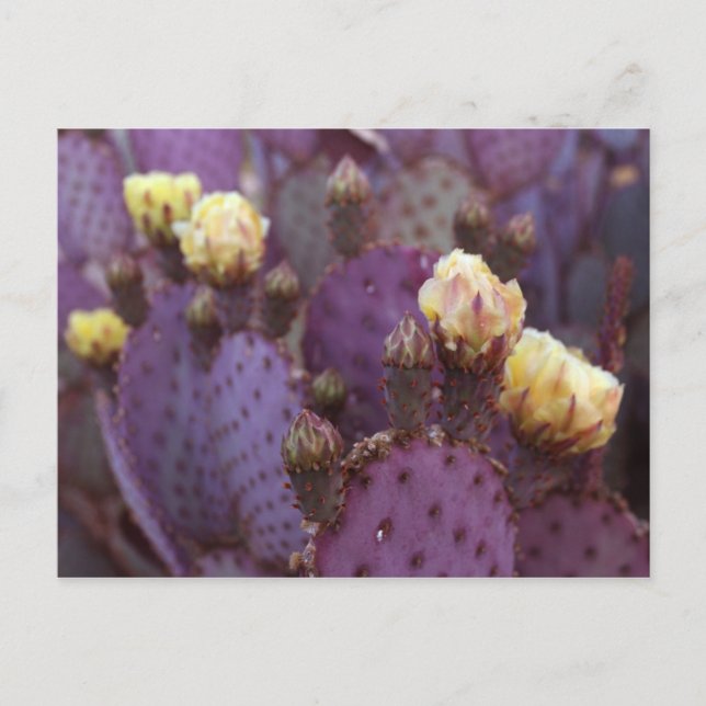 Postal Flores de cactus moradas florecen amarillas (Anverso)
