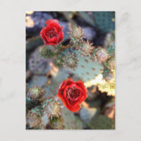 Flores de cactus rojas florecen
