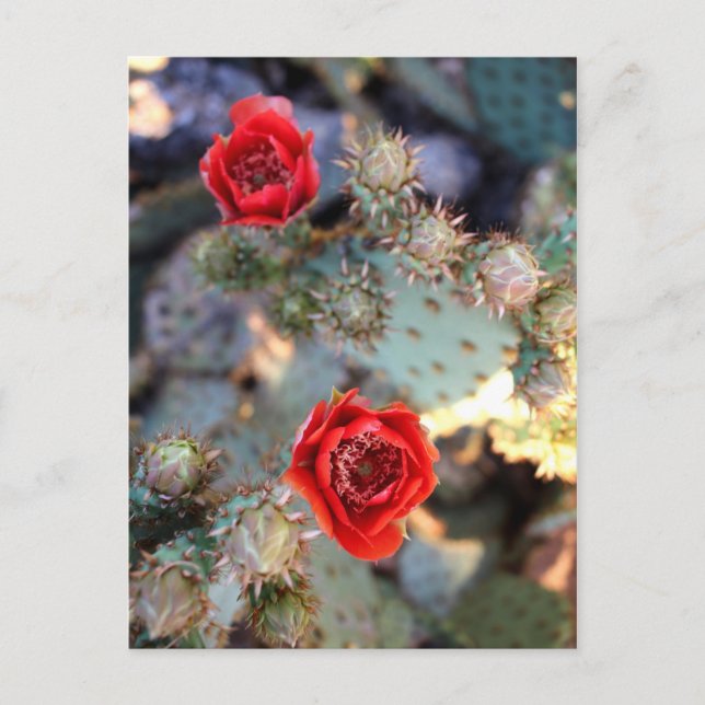 Postal Flores de cactus rojas florecen (Anverso)