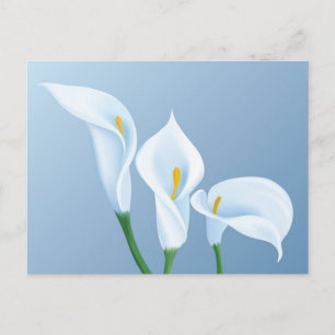 Postal Flores de Calla