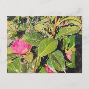 Postal Flores de Camelia Rosadas en Flor entre Hojas Verd
