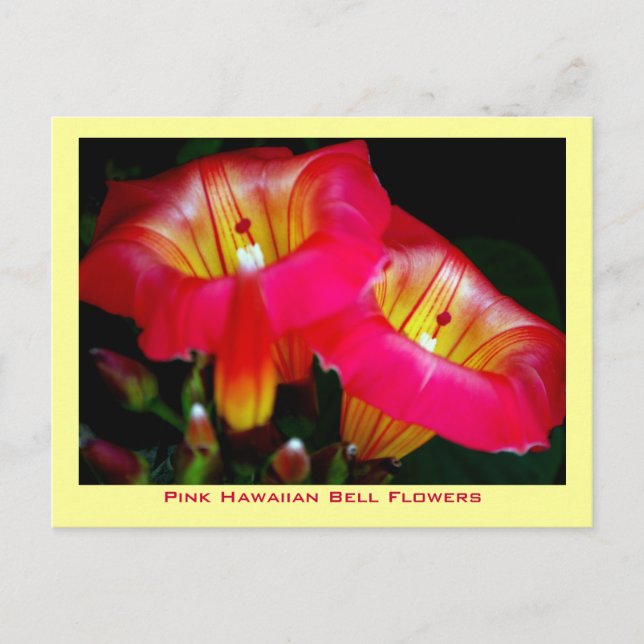 Postal Flores de campanas rosadas hawaianas (Anverso)