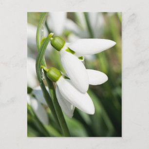 Postal Flores de campanilla