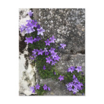 Flores de Campanula creciendo en una pared