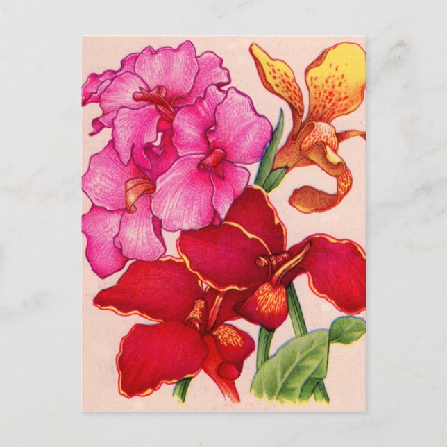 Postal flores de caná (Anverso)